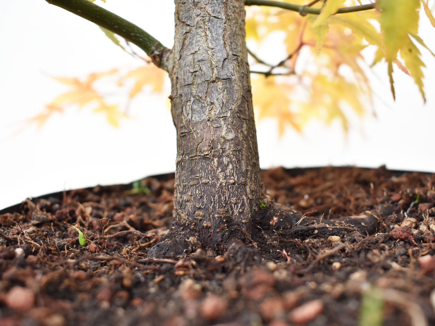 ARCE JAPONES (Acer Palmatum)