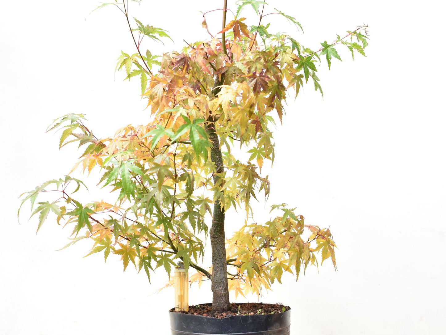 ARCE JAPONES (Acer Palmatum)