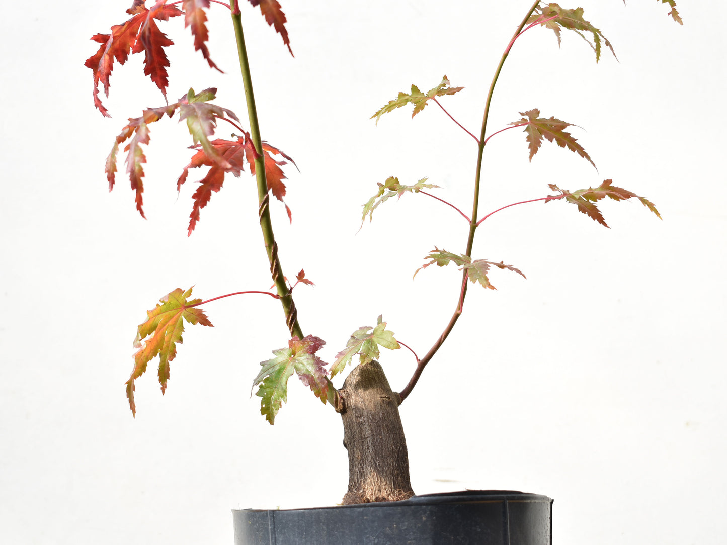 BASE DE ARCE JAPONES (Acer Palmatum)