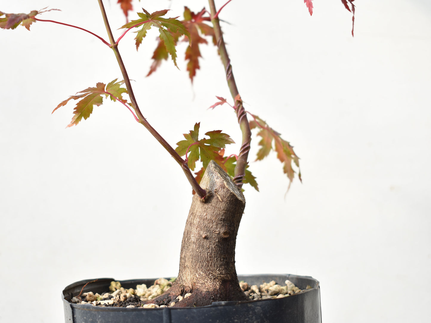 BASE DE ARCE JAPONES (Acer Palmatum)