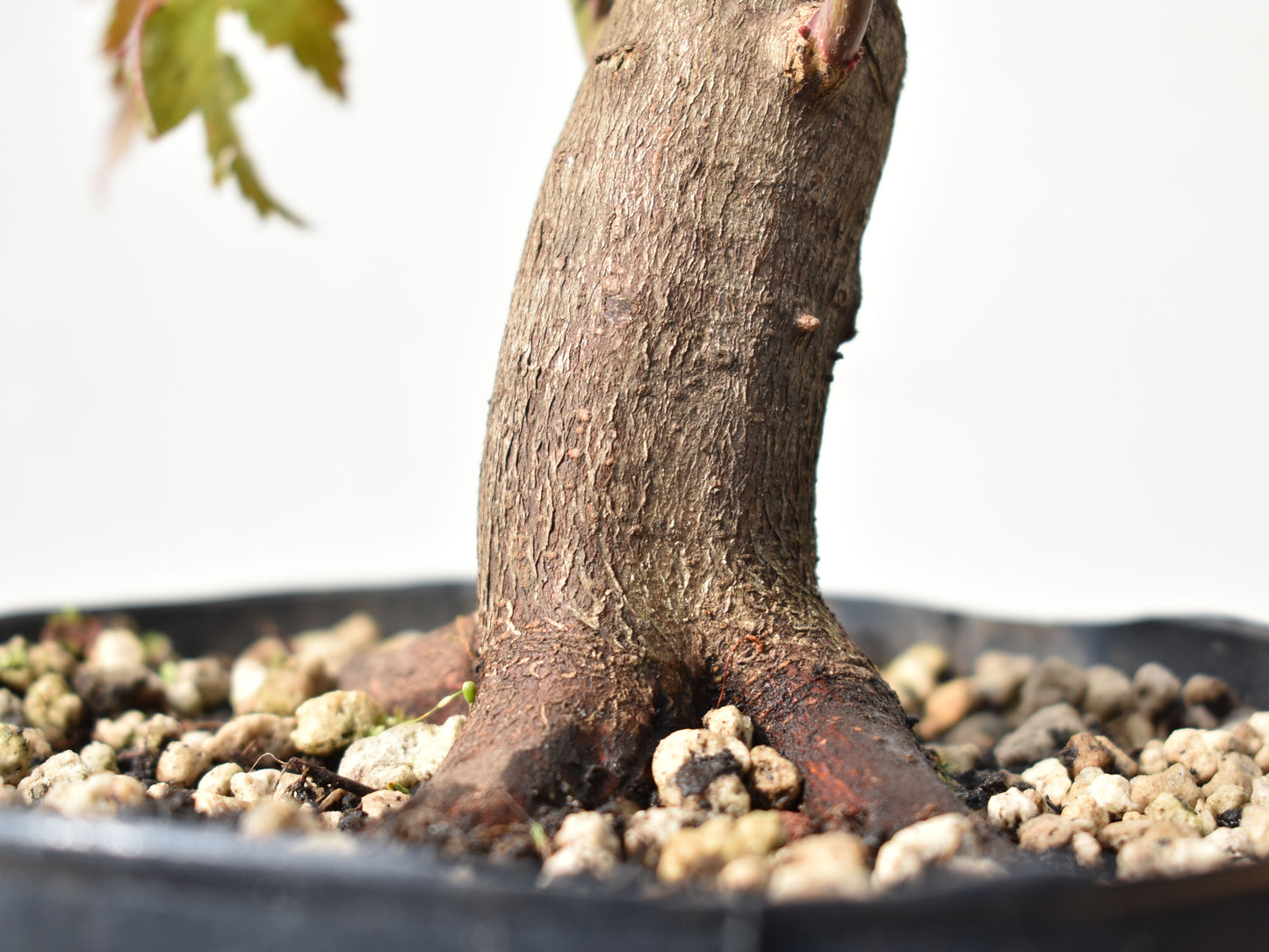 BASE DE ARCE JAPONES (Acer Palmatum)