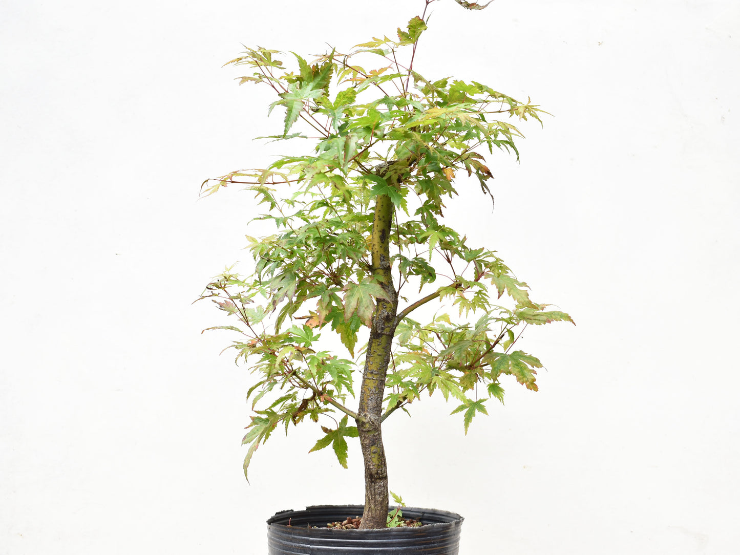 ARCE JAPONES (Acer Palmatum)