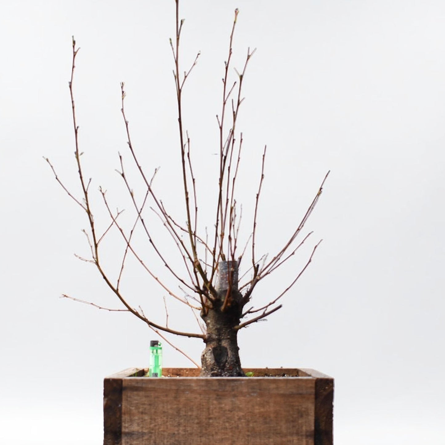 ALISO (Alnus Glutinosa)