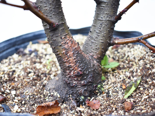 ALISO GRIS (Alnus Incana)