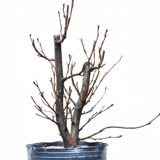 ALISO GRIS (Alnus Incana)