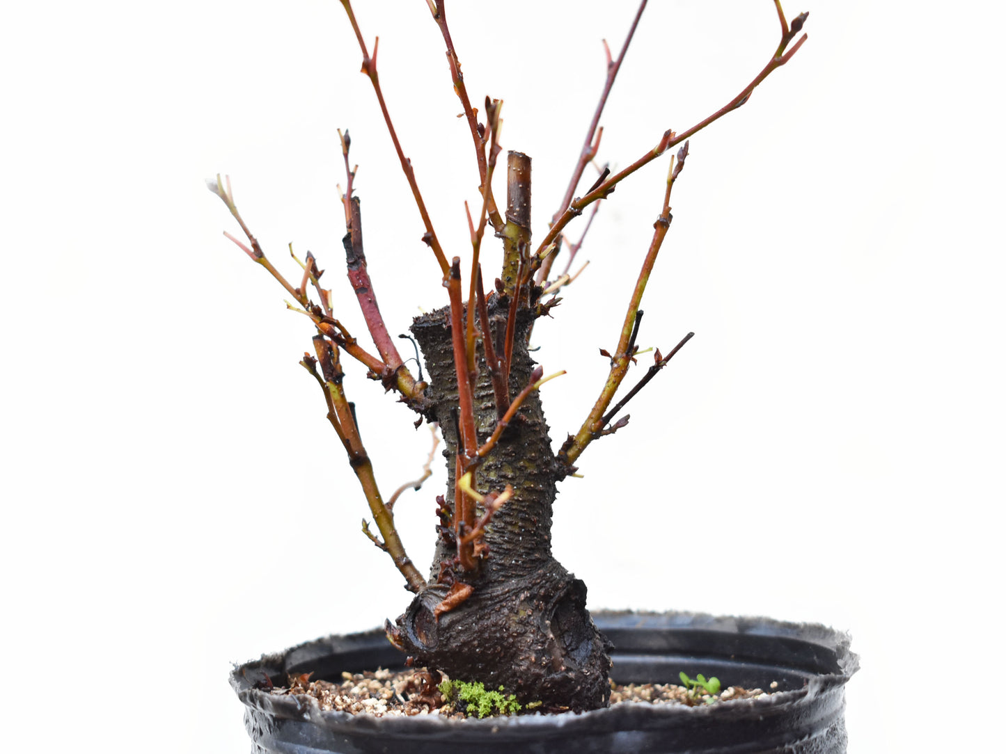 ALISO GRIS (Alnus Incana)