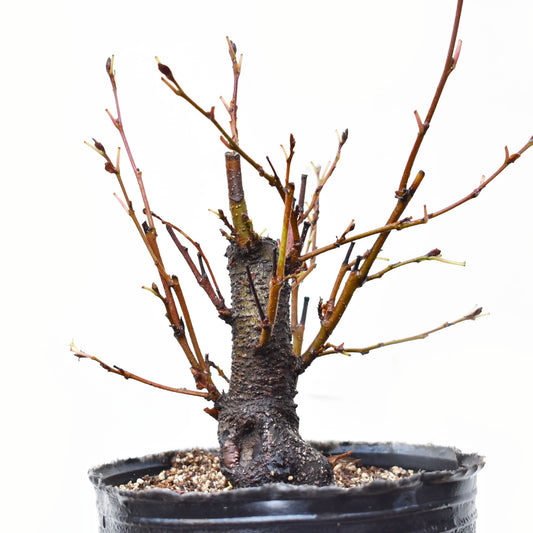 ALISO GRIS (Alnus Incana)