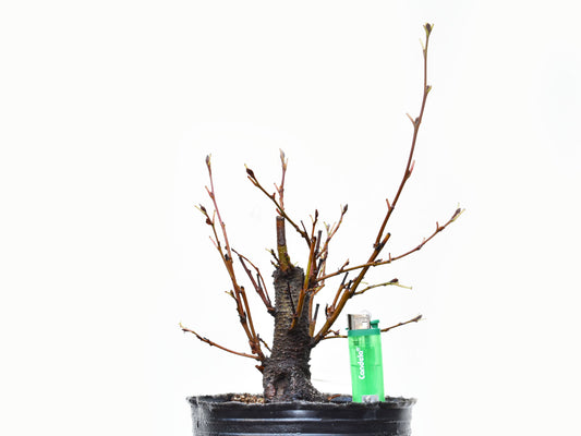 ALISO GRIS (Alnus Incana)