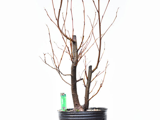 ALISO GRIS (Alnus Incana)