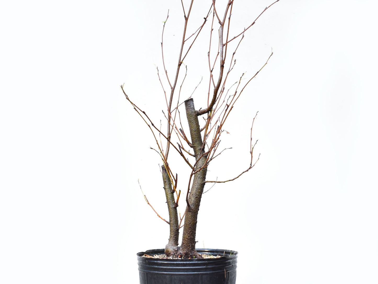 ALISO GRIS (Alnus Incana)