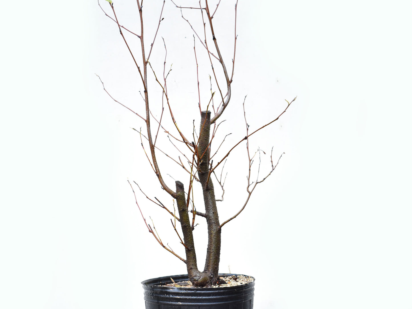 ALISO GRIS (Alnus Incana)