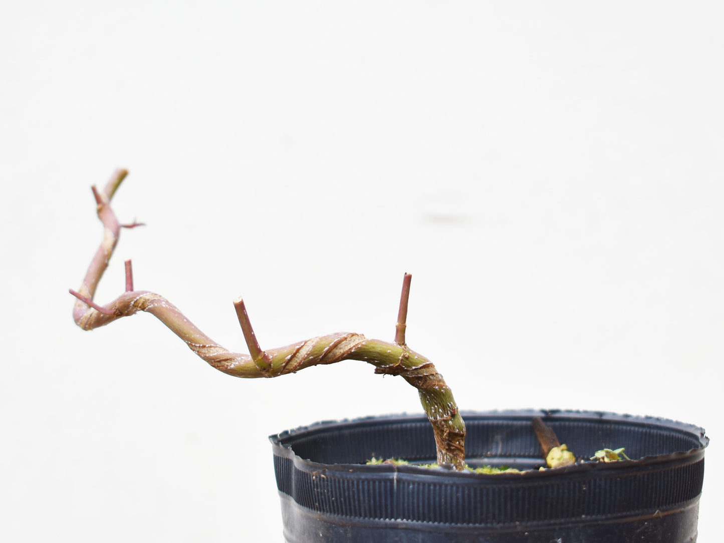 ARCE JAPONES (Acer Palmatum)