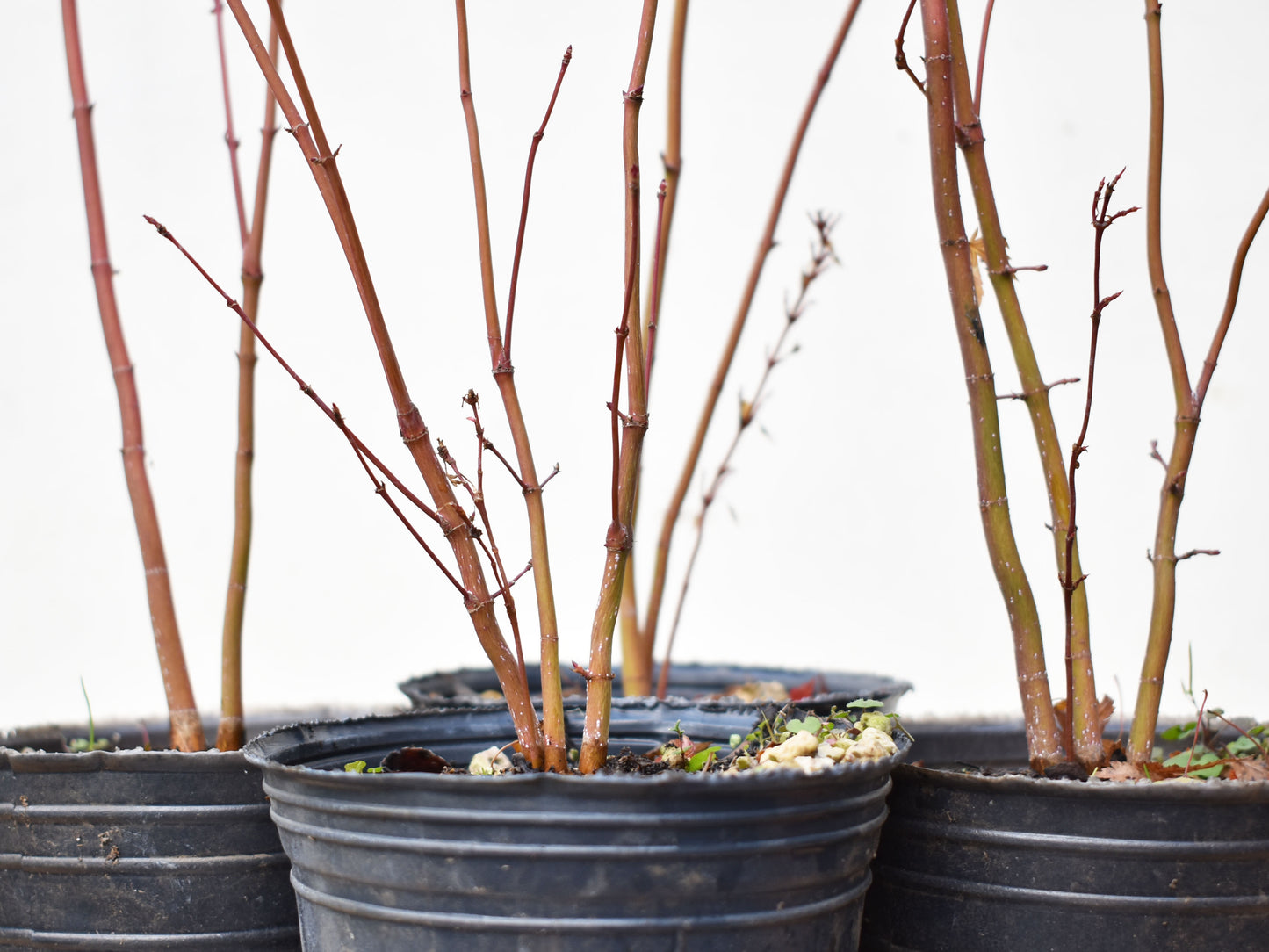 ARCE JAPONES (Acer Palmatum)