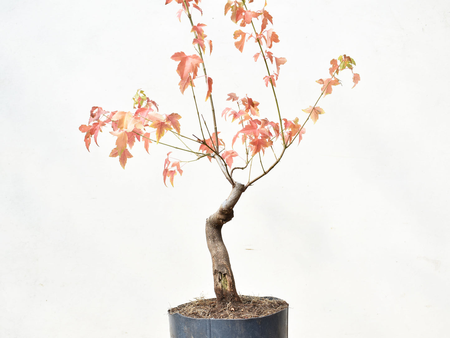 ARCE TRIDENTADO (Acer Buergerianum)