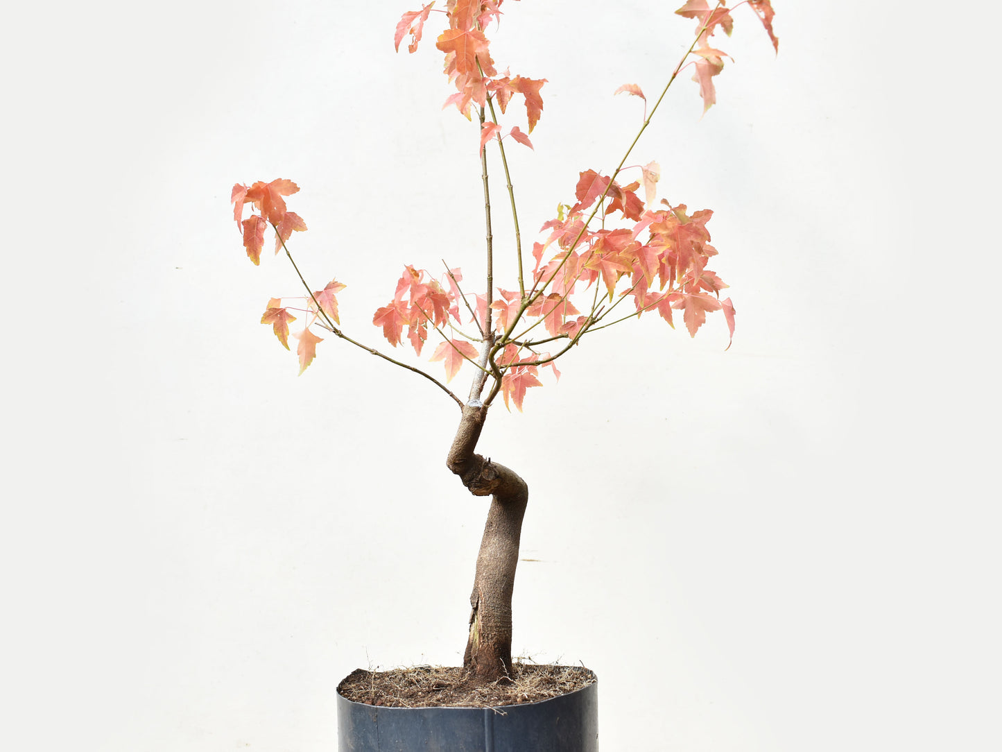 ARCE TRIDENTADO (Acer Buergerianum)