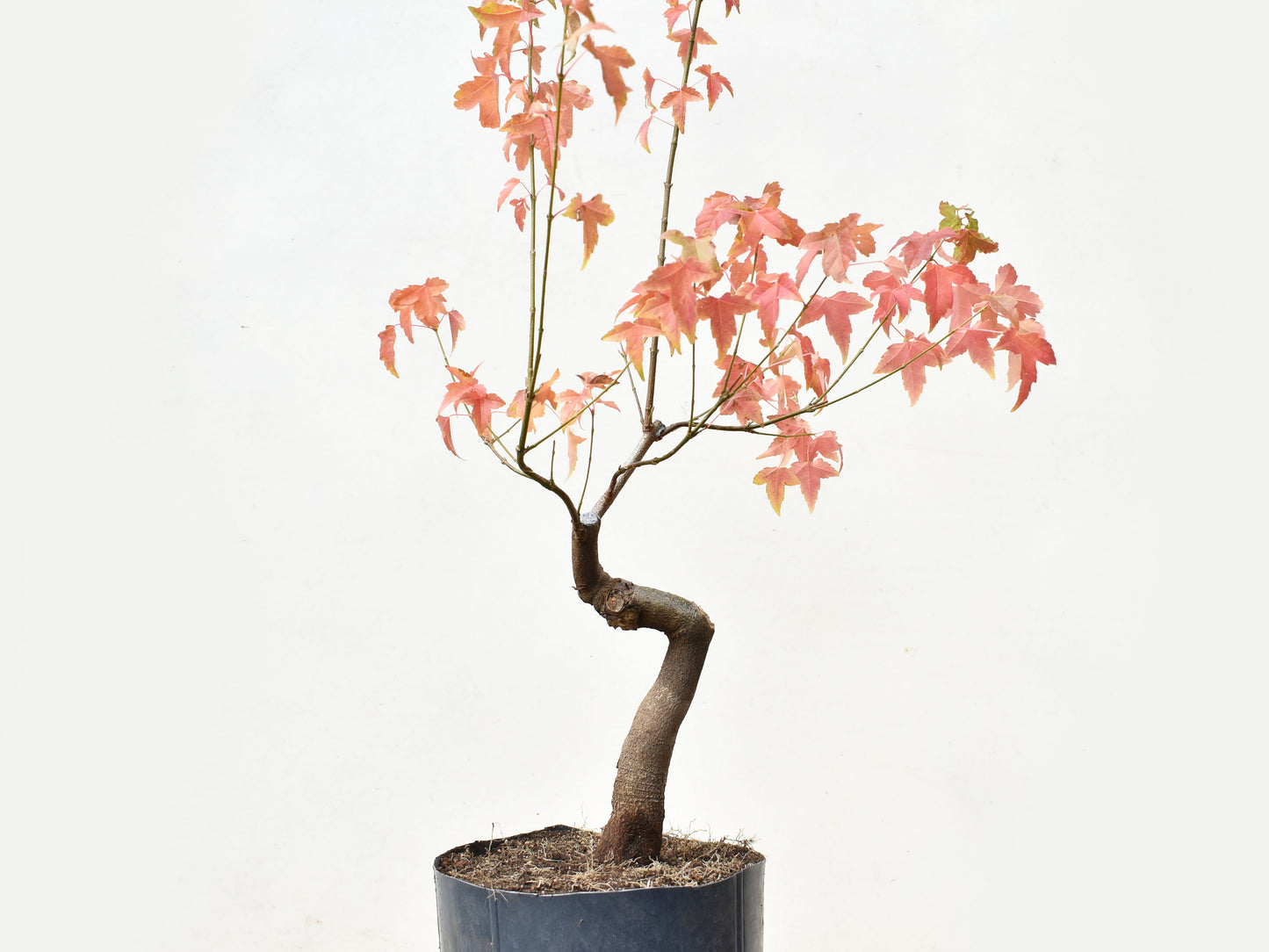 ARCE TRIDENTADO (Acer Buergerianum)