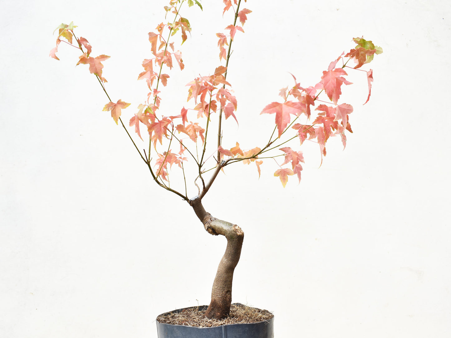 ARCE TRIDENTADO (Acer Buergerianum)