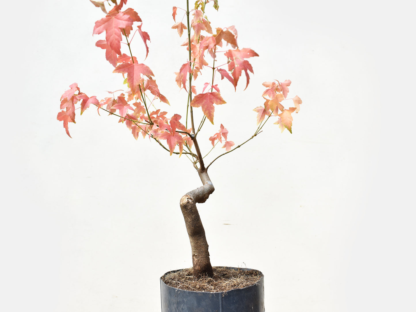 ARCE TRIDENTADO (Acer Buergerianum)