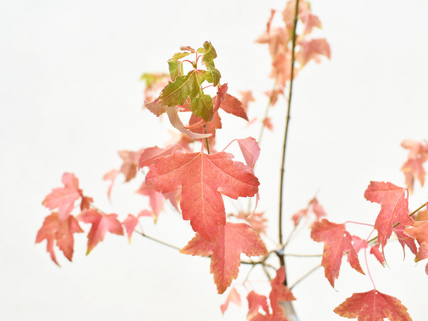 ARCE TRIDENTADO (Acer Buergerianum)