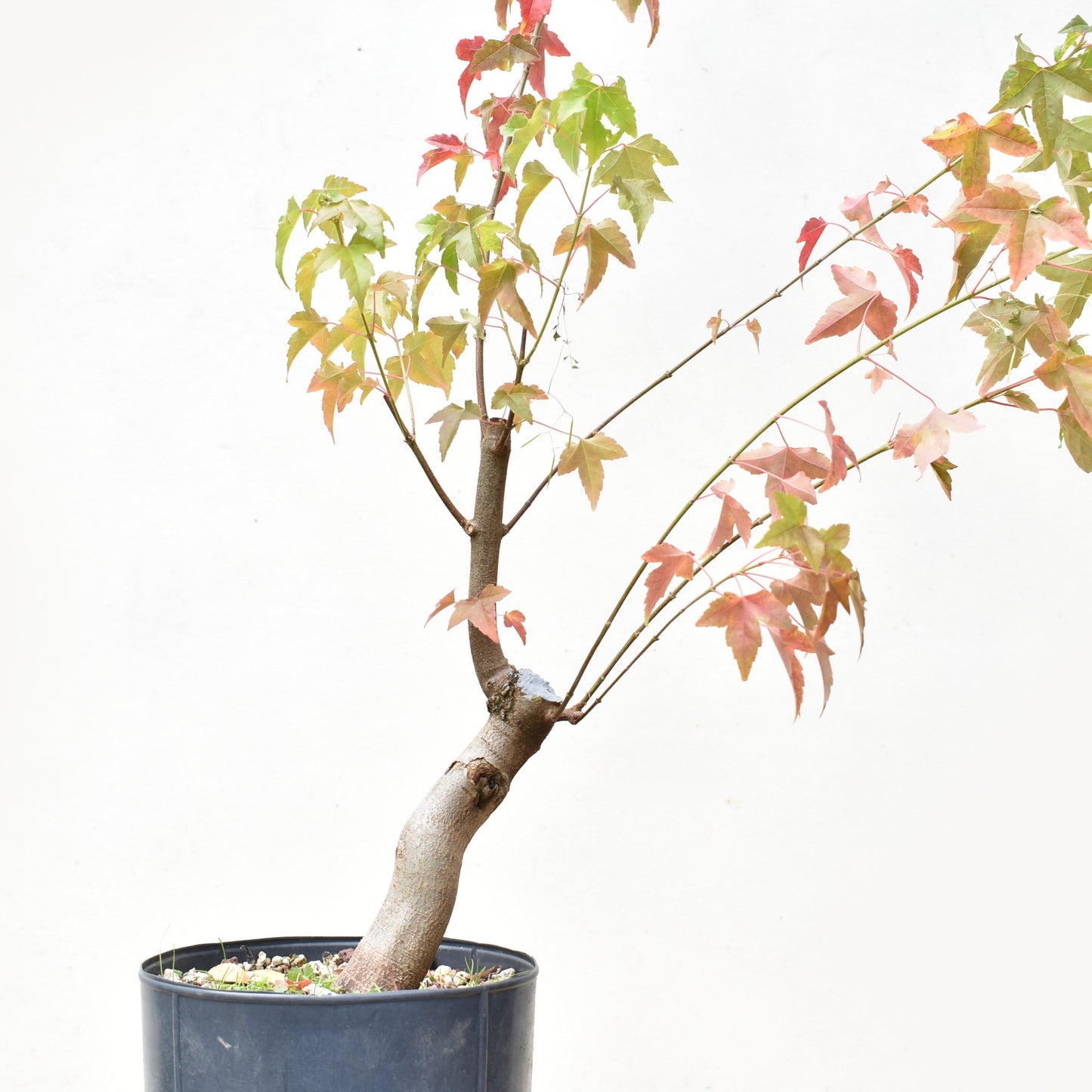 ARCE TRIDENTADO (Acer Buergerianum)