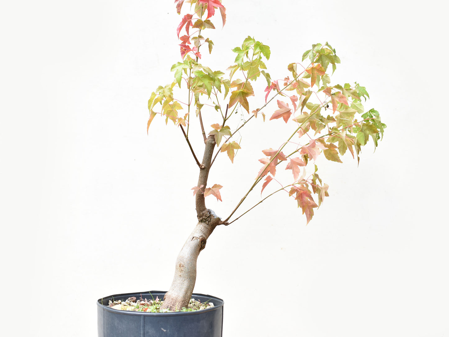 ARCE TRIDENTADO (Acer Buergerianum)