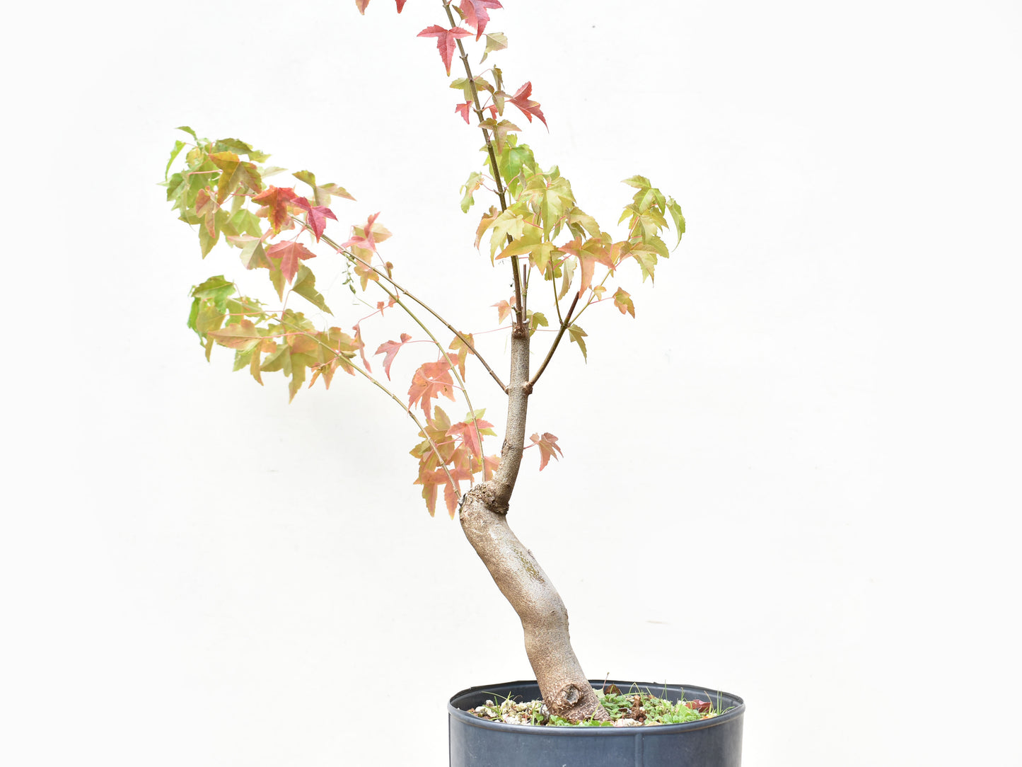 ARCE TRIDENTADO (Acer Buergerianum)