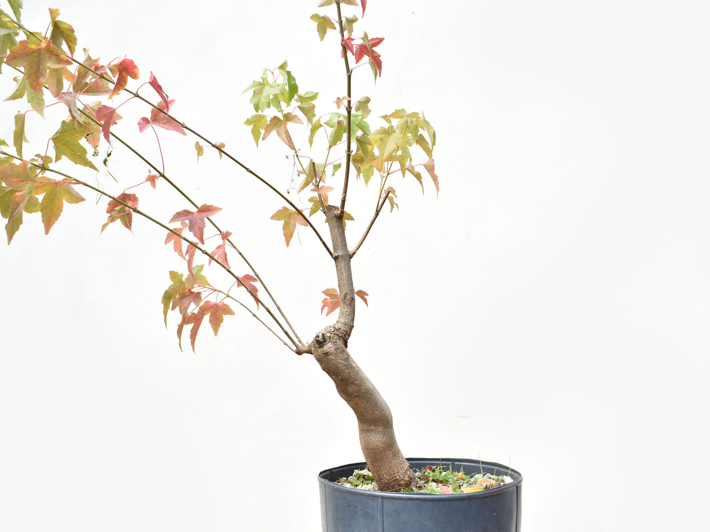 ARCE TRIDENTADO (Acer Buergerianum)