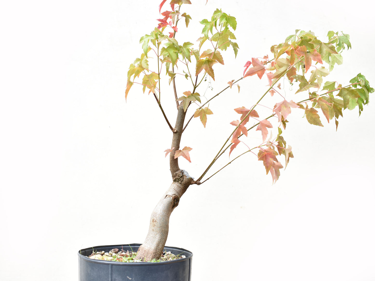 ARCE TRIDENTADO (Acer Buergerianum)