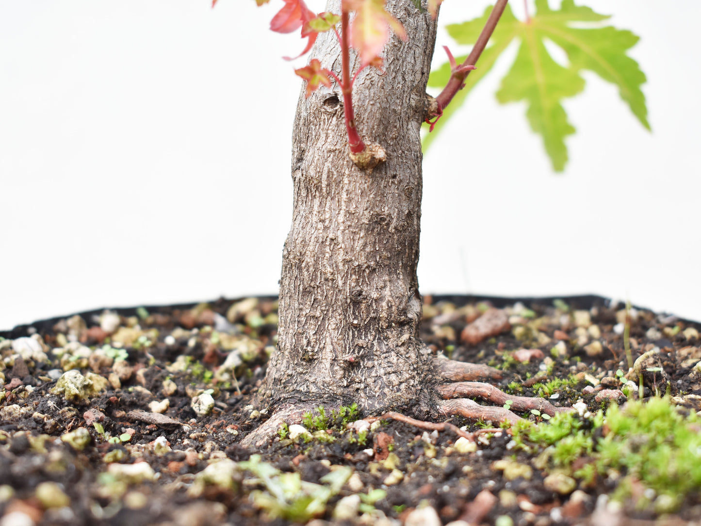 BASE DE ARCE JAPONES (Acer Palmatum)