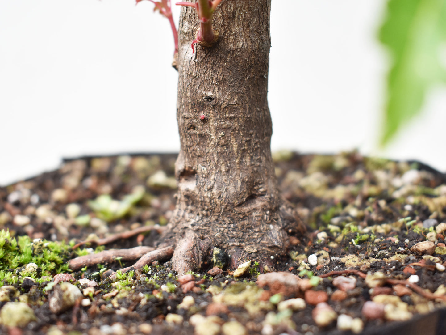 BASE DE ARCE JAPONES (Acer Palmatum)