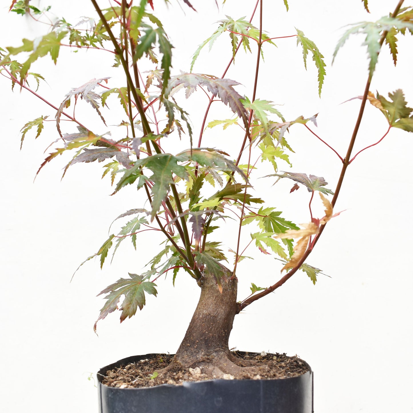 BASE DE ARCE JAPONES (Acer Palmatum)