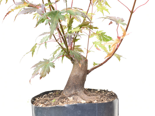 BASE DE ARCE JAPONES (Acer Palmatum)