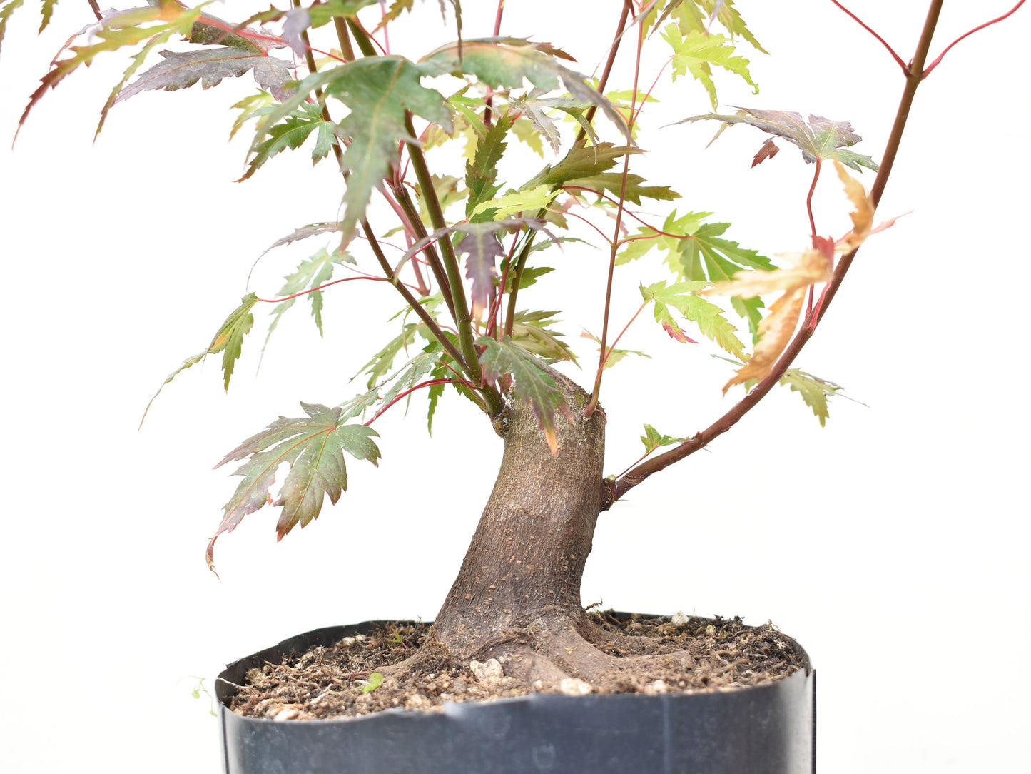 BASE DE ARCE JAPONES (Acer Palmatum)