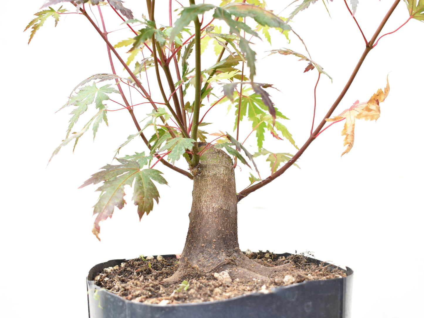 BASE DE ARCE JAPONES (Acer Palmatum)