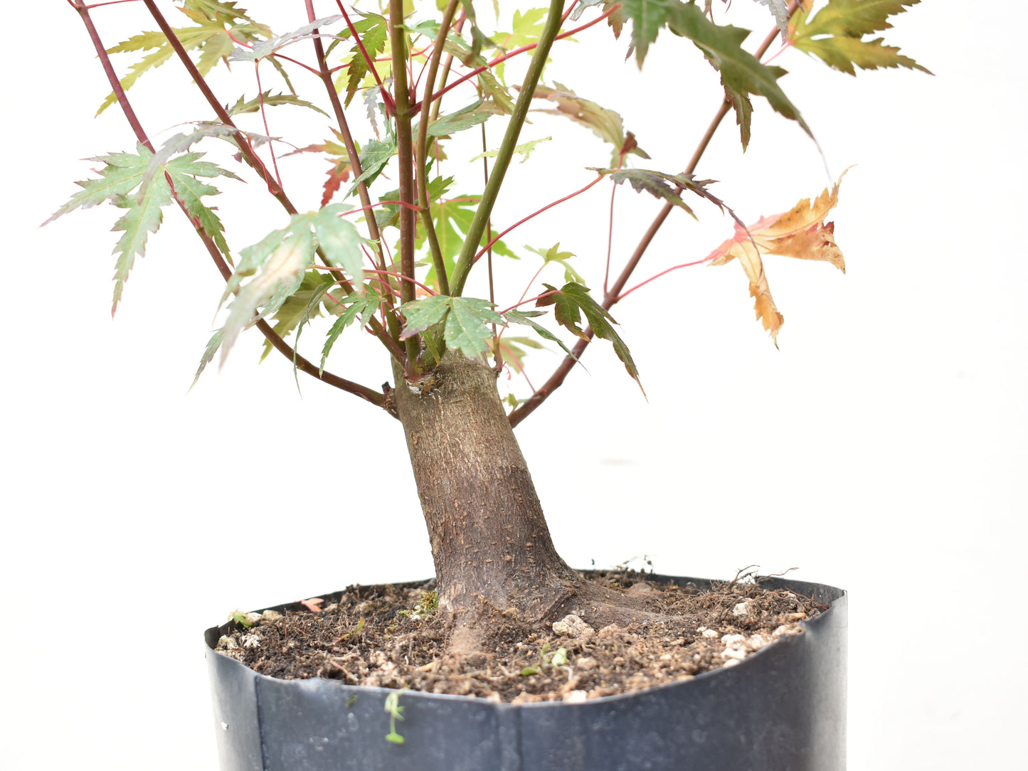 BASE DE ARCE JAPONES (Acer Palmatum)