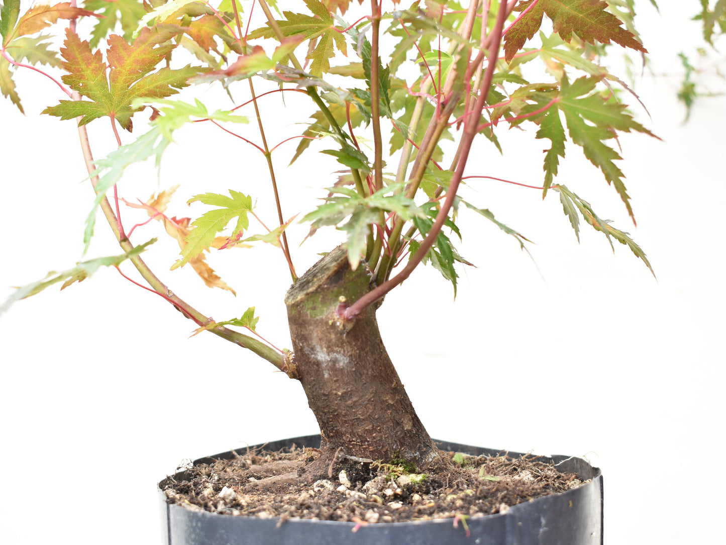 BASE DE ARCE JAPONES (Acer Palmatum)