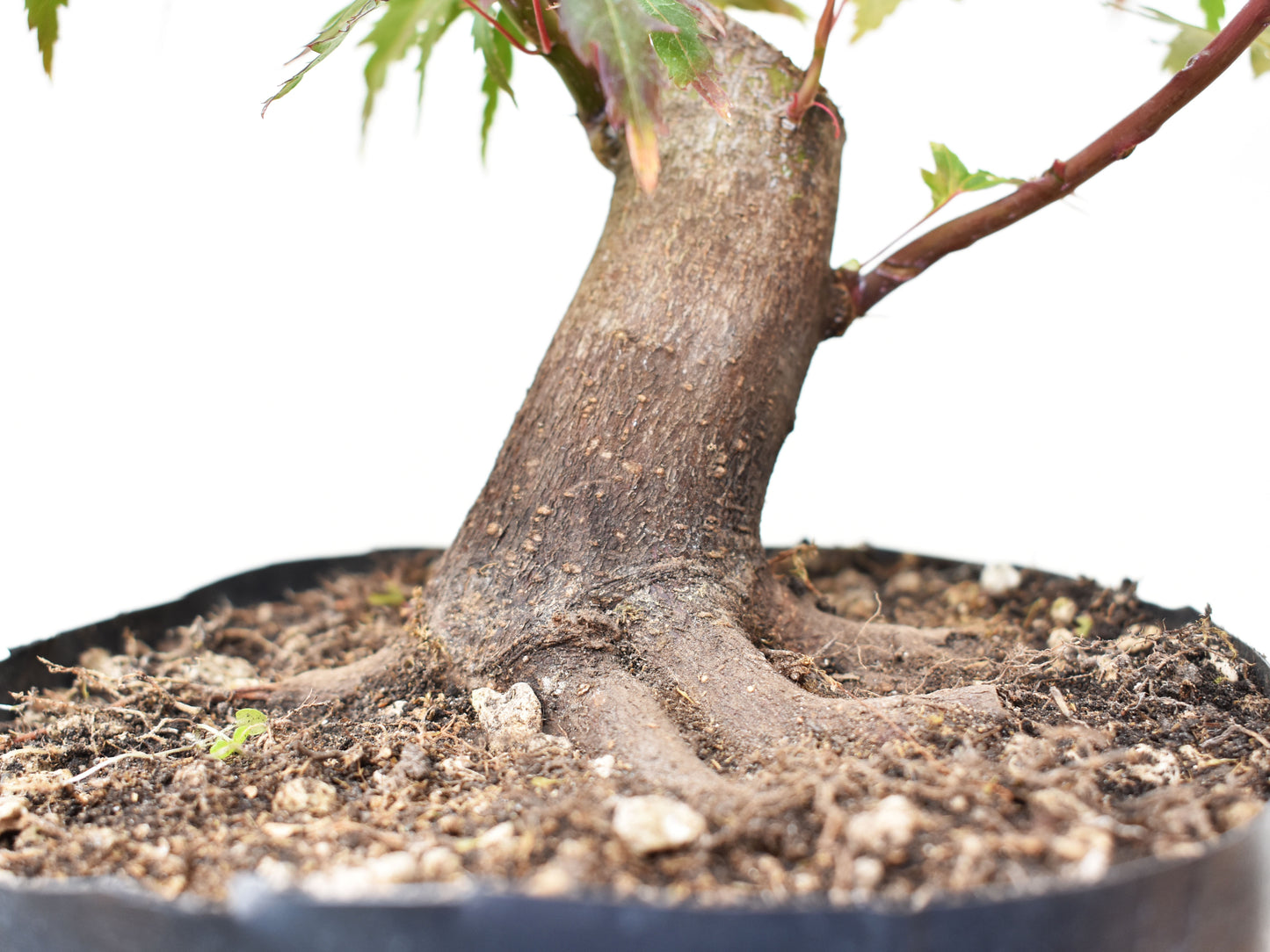 BASE DE ARCE JAPONES (Acer Palmatum)