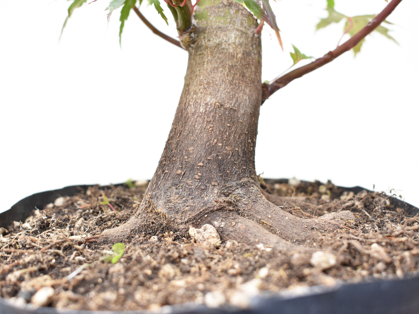 BASE DE ARCE JAPONES (Acer Palmatum)