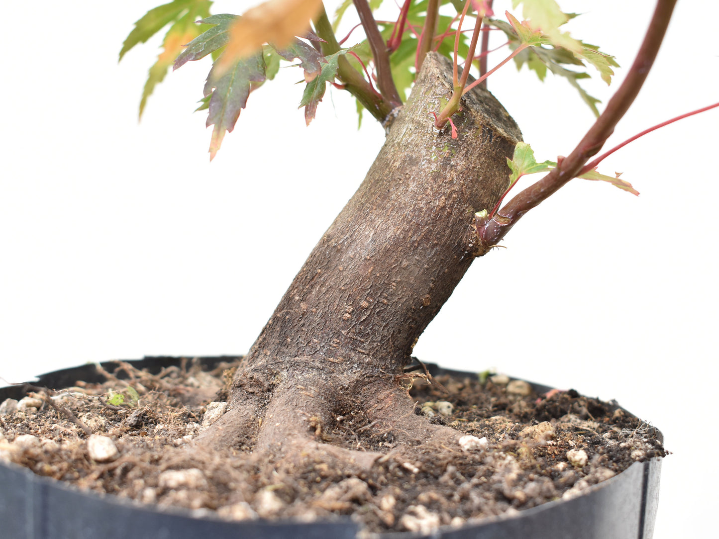 BASE DE ARCE JAPONES (Acer Palmatum)