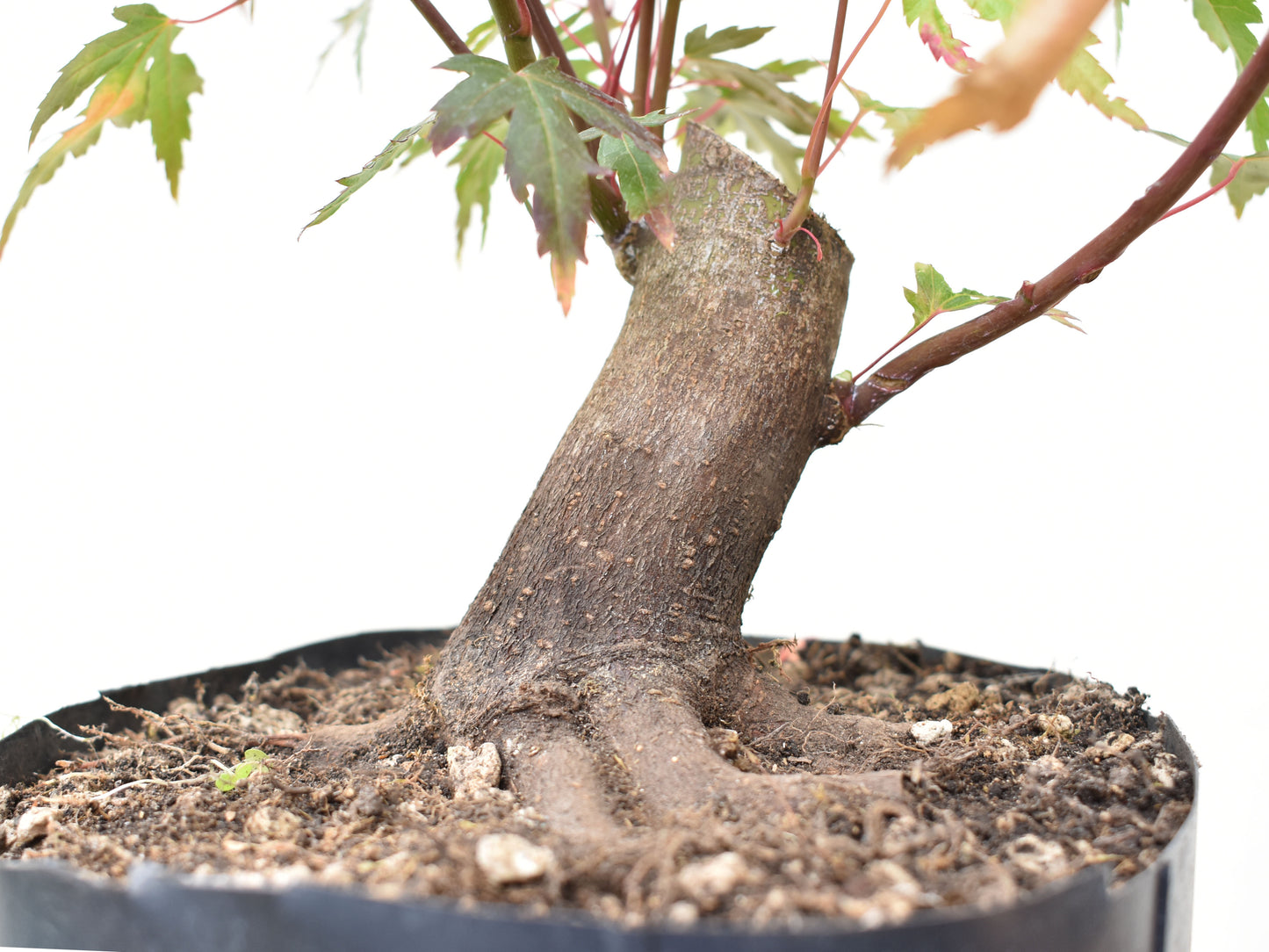 BASE DE ARCE JAPONES (Acer Palmatum)