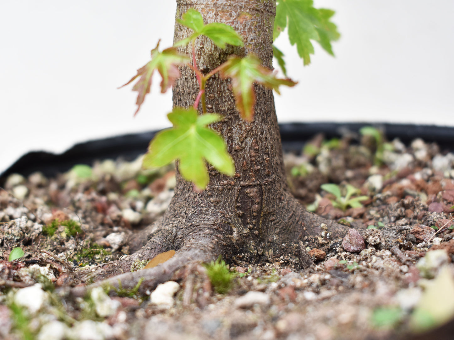 ARCE JAPONES (Acer Palmatum)