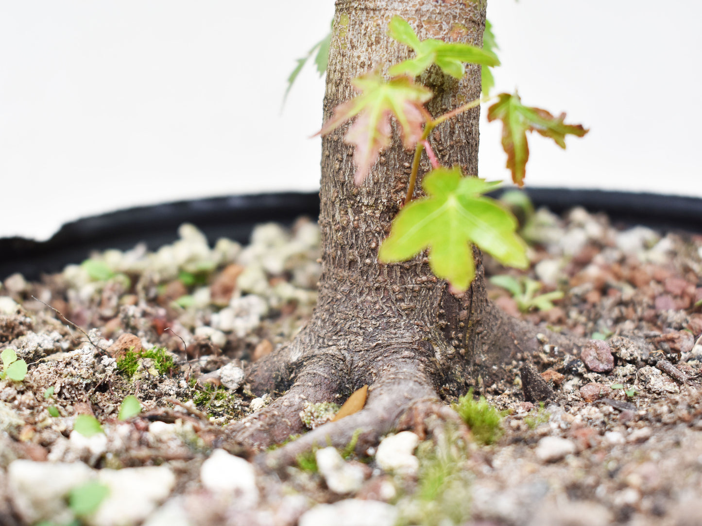 ARCE JAPONES (Acer Palmatum)