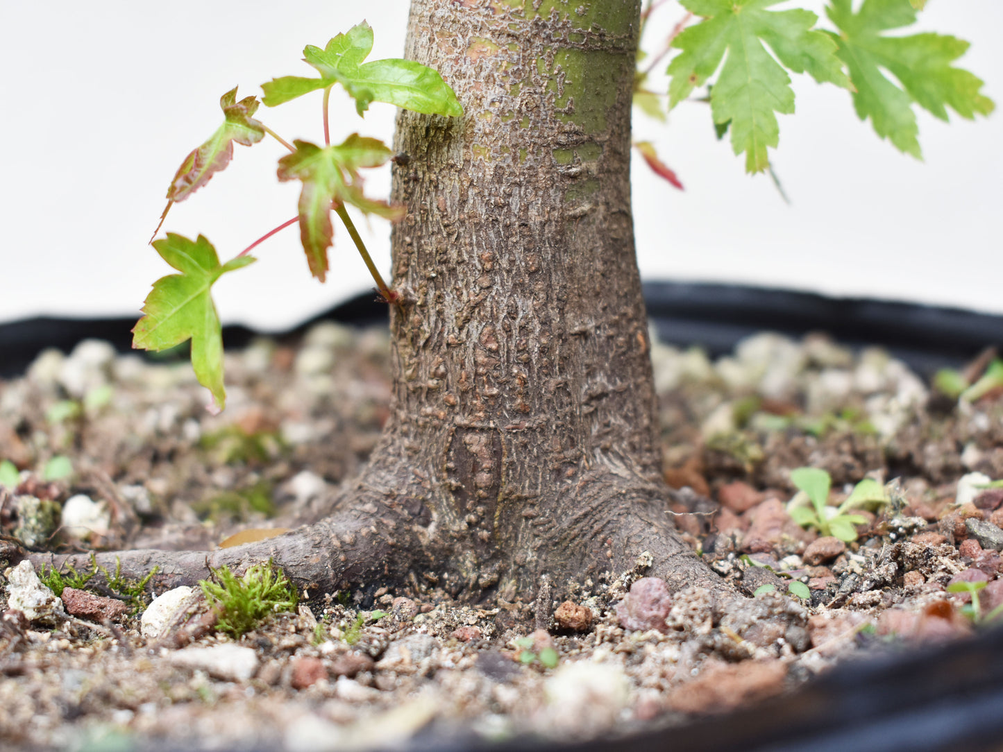 ARCE JAPONES (Acer Palmatum)