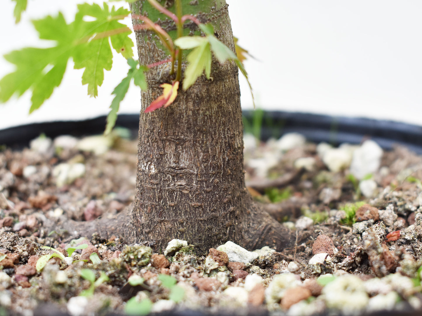 ARCE JAPONES (Acer Palmatum)