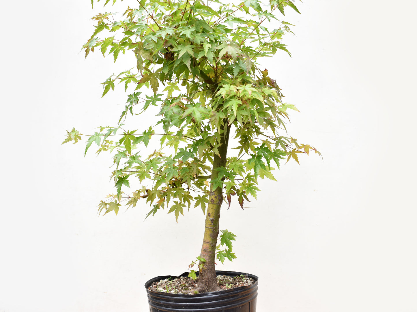 ARCE JAPONES (Acer Palmatum)