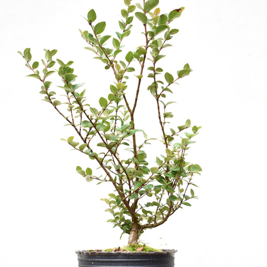 ARRAYAN (Luma Apiculata)