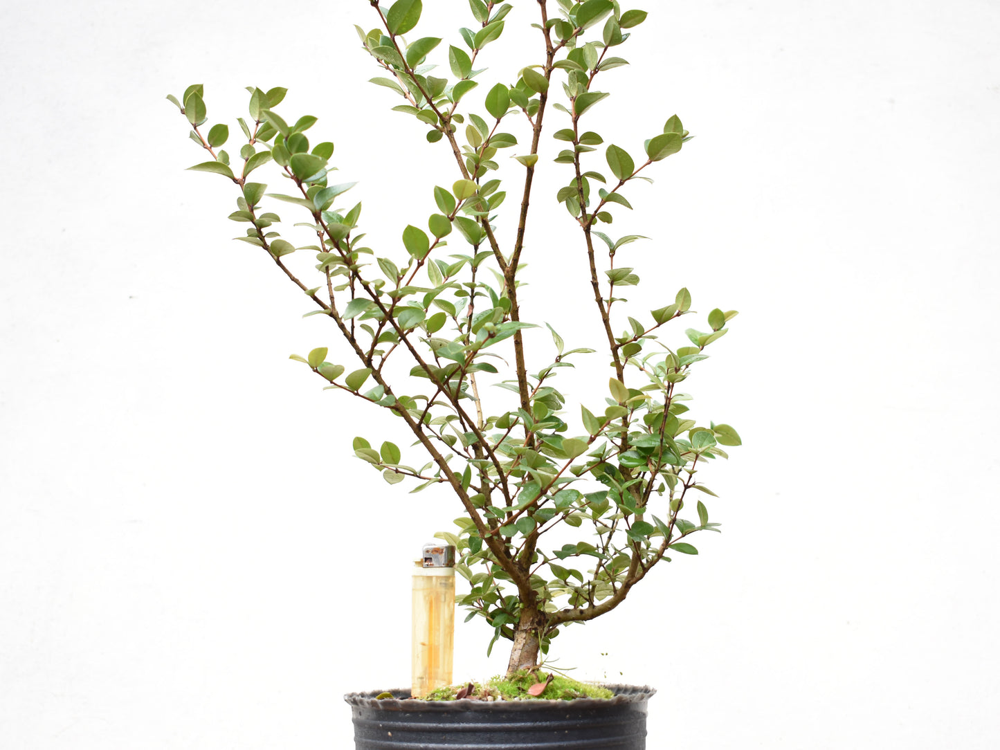 ARRAYAN (Luma Apiculata)