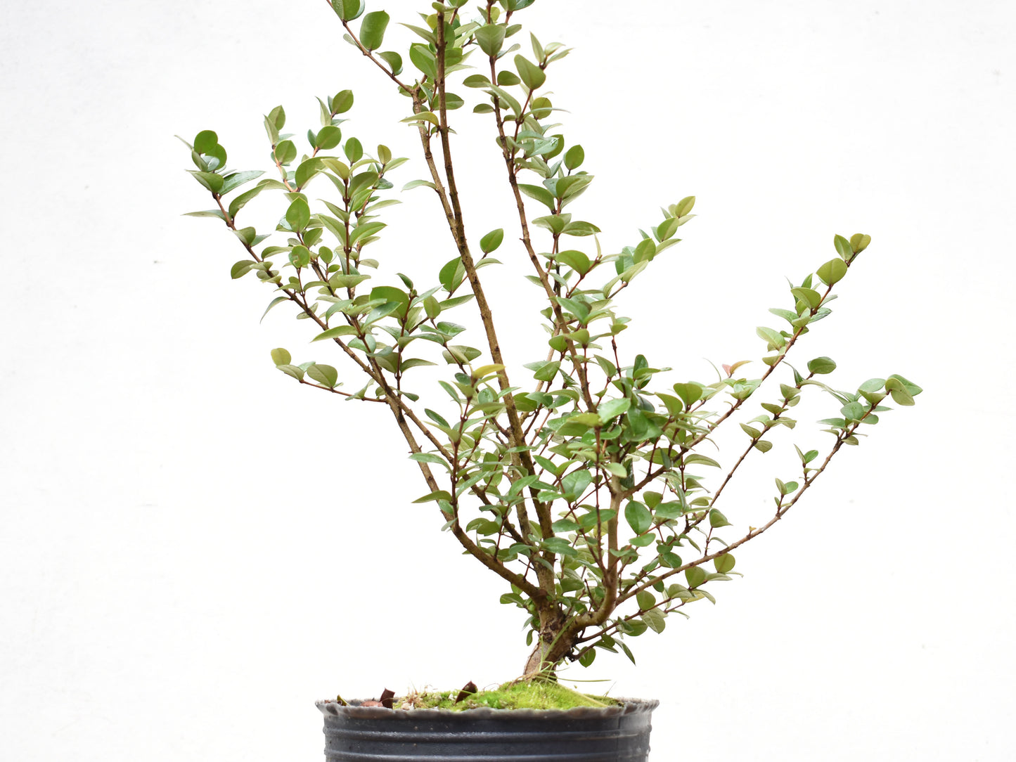 ARRAYAN (Luma Apiculata)