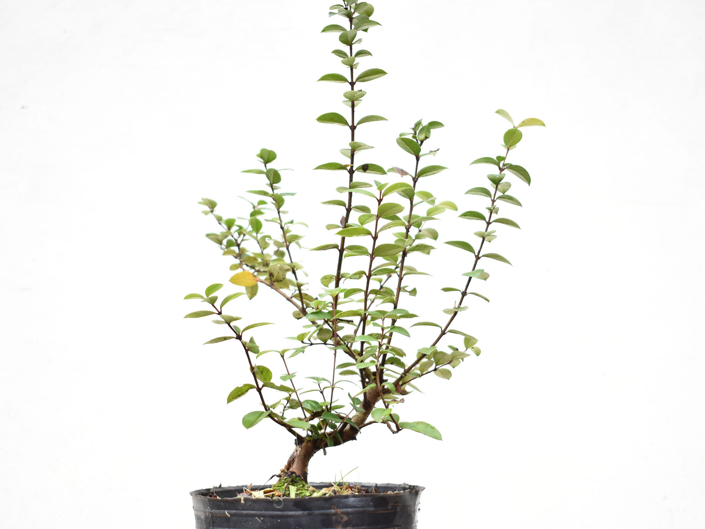 ARRAYAN (Luma Apiculata)