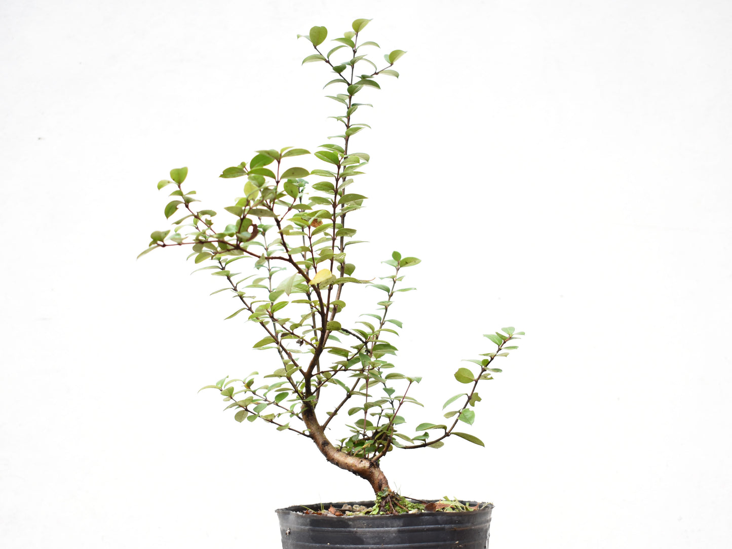 ARRAYAN (Luma Apiculata)